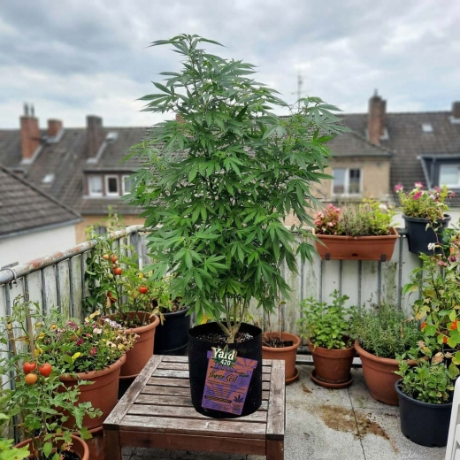 Preview: Fabric Grow Pot Living Soil organic